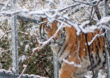 X- Tend Stainless Steel Wire Rope Zoo Mesh For Tigers And Monkeys